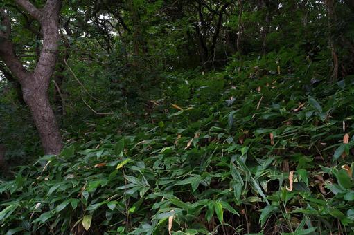 山道の斜面 山道の斜面 斜面,森,森林の写真素材