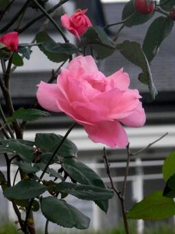 薔薇 薔薇の写真