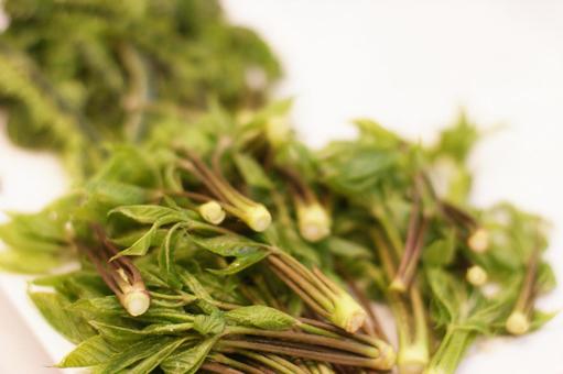 採れたての山菜　コシアブラの写真