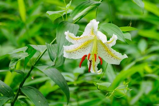 森のヤマユリ(28) 森のヤマユリ(28) 初夏,花,ユリの写真素材