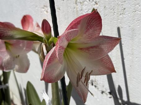 花 花の写真