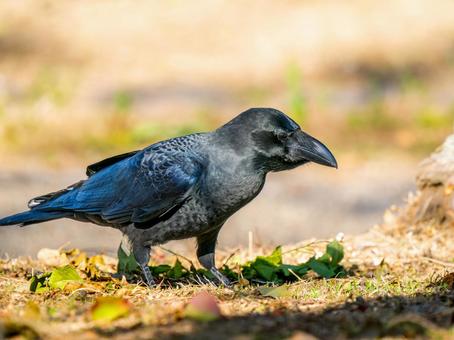 地面を歩くカラス 鳥,動物,鳥類の写真素材