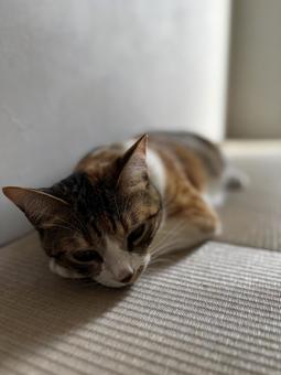 Calico cat taking a nap, JPG