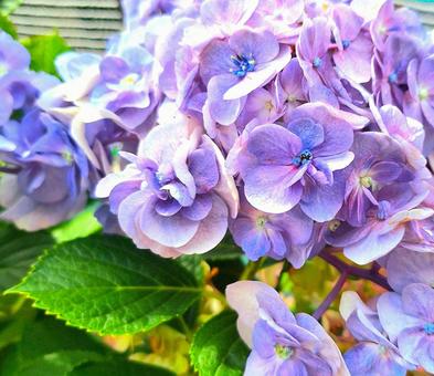 庭の紫陽花の写真