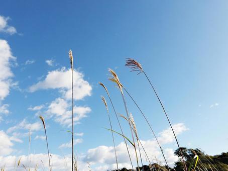 風になびく秋のすすきと青空 秋,すすき,青空の写真素材