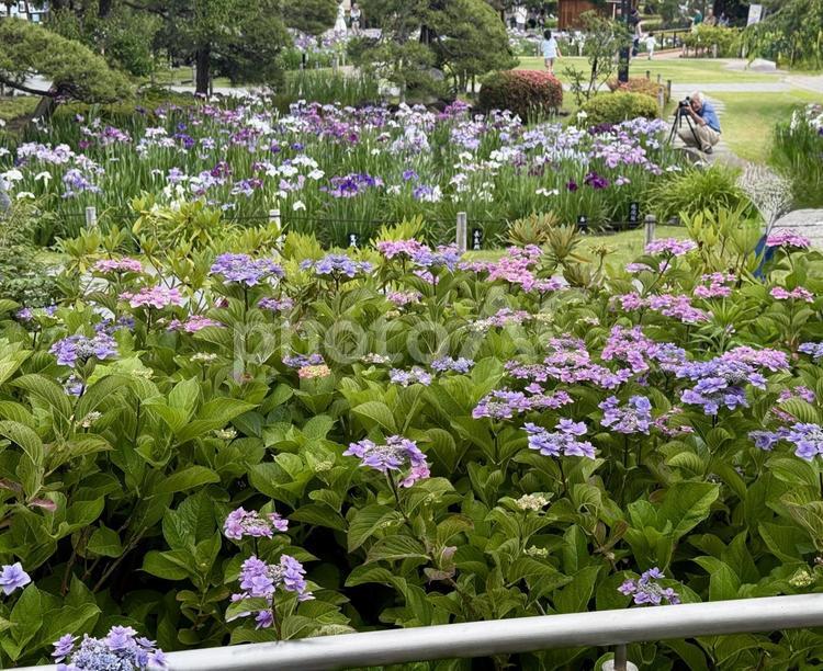 堀切菖蒲園のアジサイ アジサイ,芝生,草の写真素材