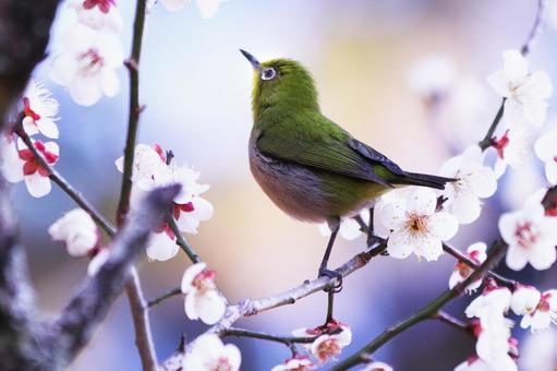 春の梅の花とメジロ 鳥,メジロ,花の写真素材