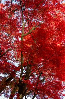 モミジの紅葉⑼ 葉,秋,モミジの写真素材