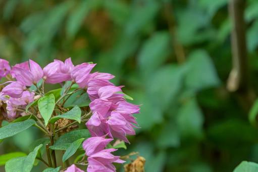 緑の中に映えるピンク色のブーゲンビリア ブーゲンビリア,花,ピンクの写真素材