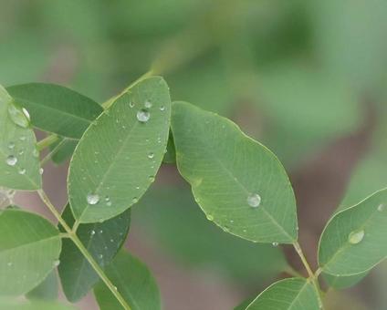 雫 雫 雨,水滴,壁紙の写真素材