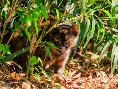 茂みに隠れていたサビ猫の子猫です。 茂みに隠れていたサビ猫の子猫です。の写真