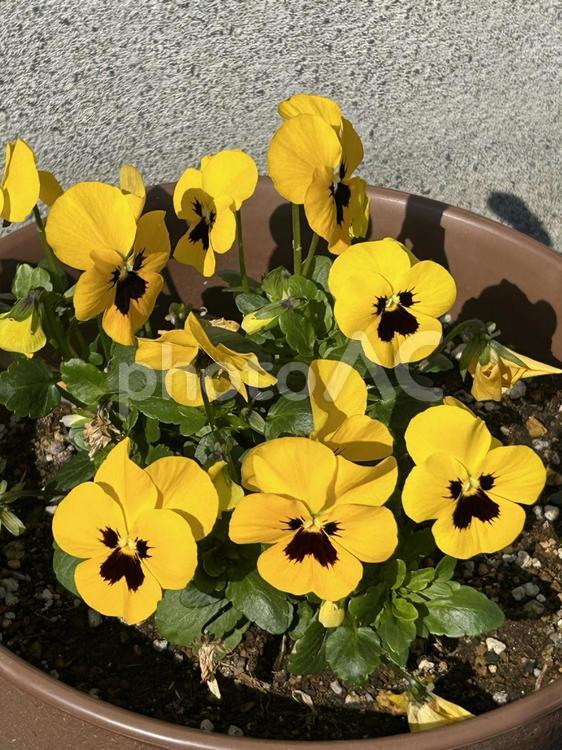 生活を彩る花たち パンジー,黄色い花,花の写真素材