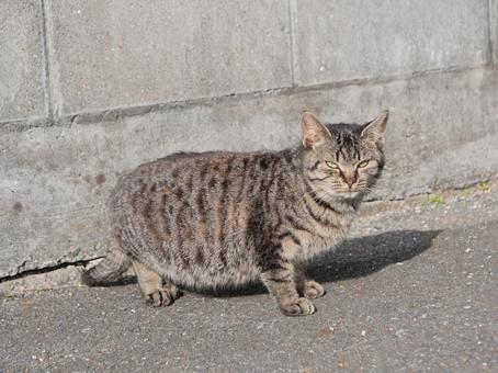 萩市 野良猫 萩市 野良猫の写真