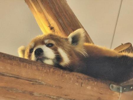 レッサーパンダ レッサーパンダ,動物,動物園の写真素材