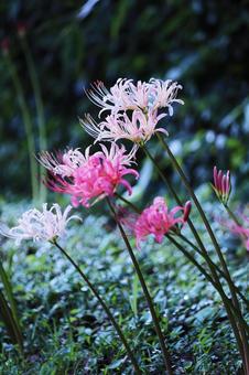 Pink spider lilies blooming in the autumn field, JPG Pink spider lilies blooming in the autumn field, JPG
