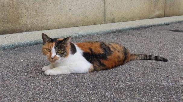 カメラ目線で寛ぐあざと可愛い三毛猫 三毛猫,猫,カメラ目線の写真素材