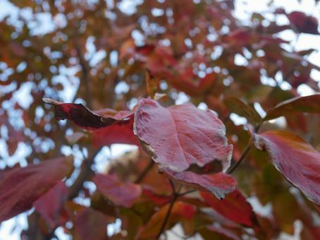紅葉 秋 紅葉 秋の写真