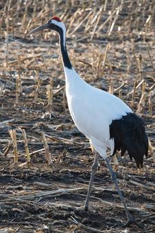 秋とタンチョウ鶴 季節,秋,野鳥の写真素材