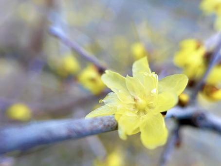 ロウバイのクローズアップ ロウバイ,花,フラワーの写真素材