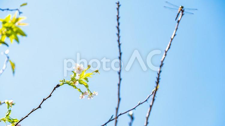 秋に咲く桜 桜,十月桜,さくらの写真素材