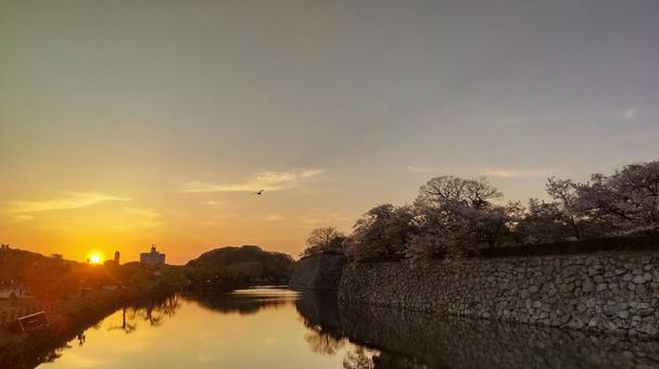 桜咲く城跡の夕景(姫路城) 桜咲く城跡の夕景(姫路城) 夕景,桜,姫路城の写真素材