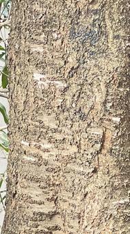 桜の幹 桜,幹,木の写真素材