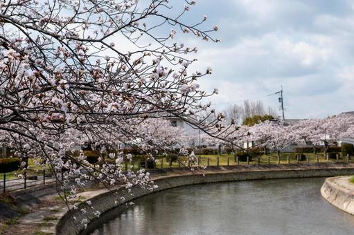 桜 桜の写真