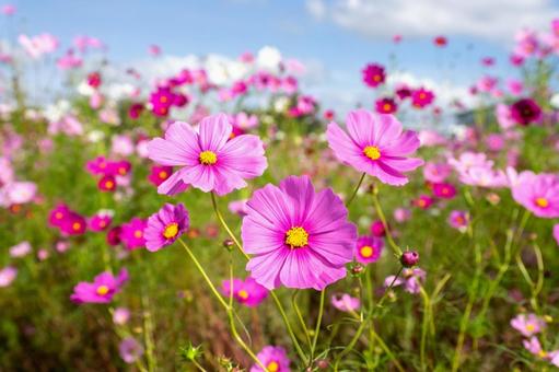 コスモスの花 コスモスの花 コスモス,コスモス畑,花の写真素材