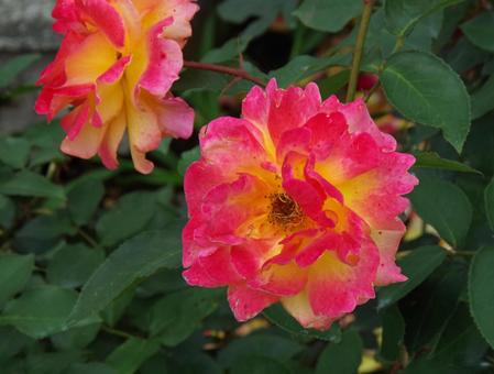 バラ スヴェニール・ド・アンネ・フランク バラ,スヴェニール,アンネの写真素材