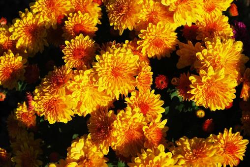 オレンジの菊の写真