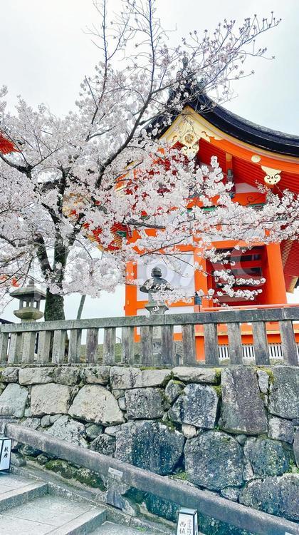 清水寺境内の淡い桜 京都,桜,お寺の写真素材