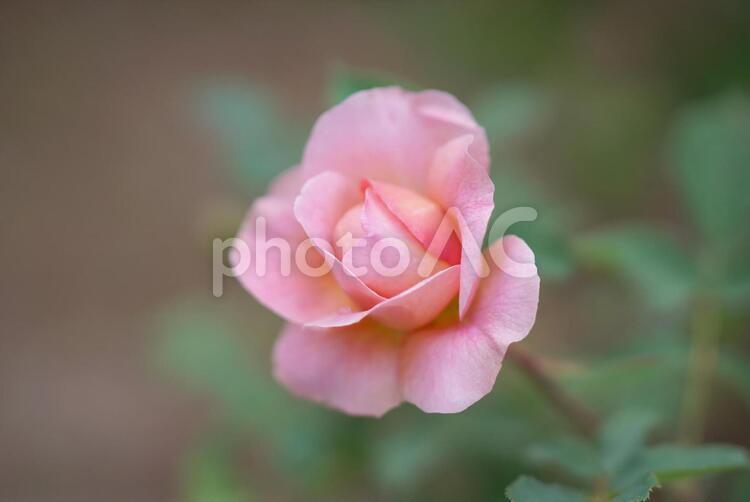 美しい薔薇園 薔薇園,バラ,マクロの写真素材