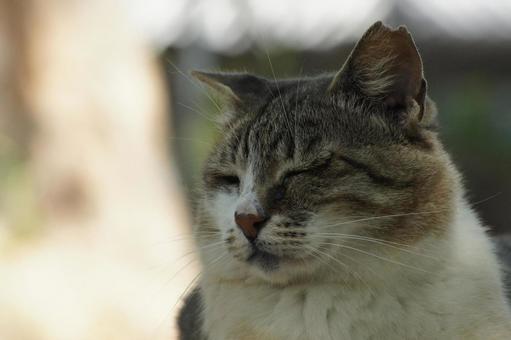 ねこ ねこ のらねこ,にゃんこ,可愛いの写真素材