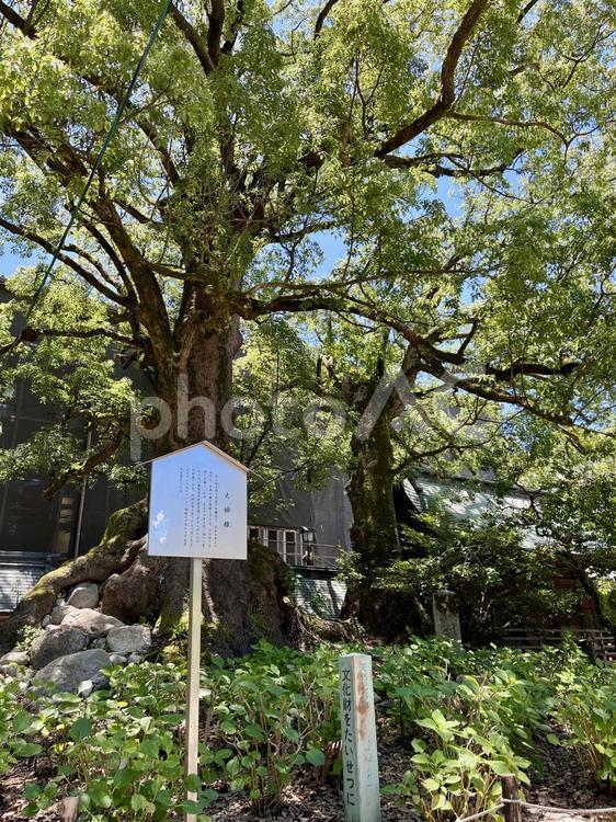 太宰府の夫婦楠　木 太宰府,寺社仏閣,木の写真素材