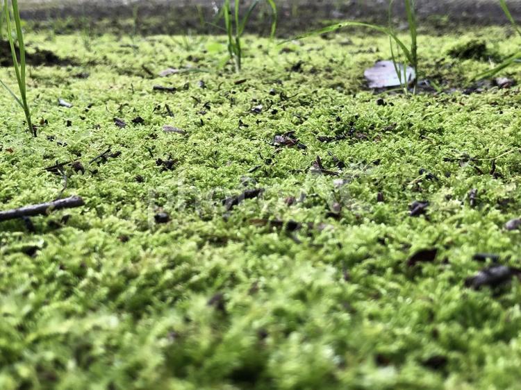 苔 栃木市,苔の絨毯,苔の写真素材