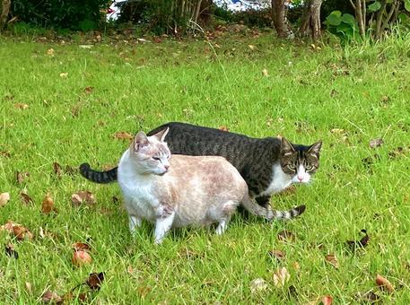 猫が草原で並んで歩く 猫が草原で並んで歩く 猫,草原,緑の写真素材