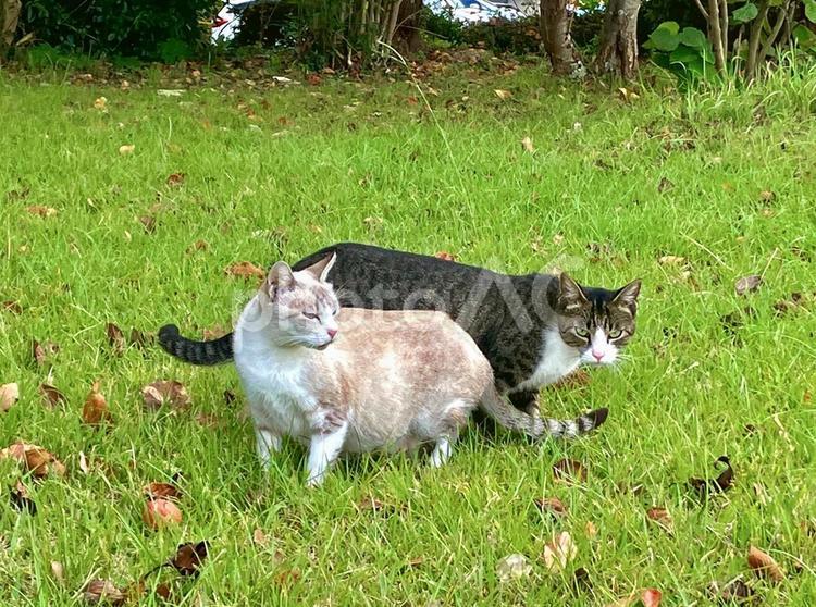 猫が草原で並んで歩く 猫,草原,緑の写真素材
