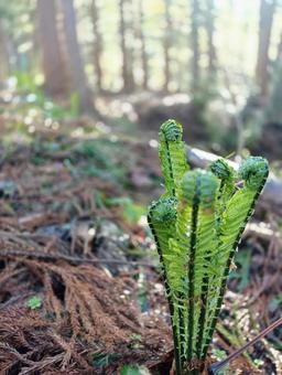 山菜こごみ 山菜こごみの写真