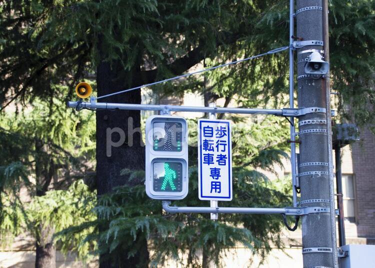 歩行者信号　青 信号,青,歩行者信号の写真素材