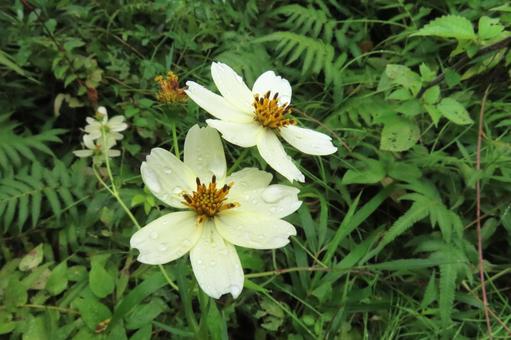 ウインターコスモス ウインターコスモス,花,ビデンスの写真素材