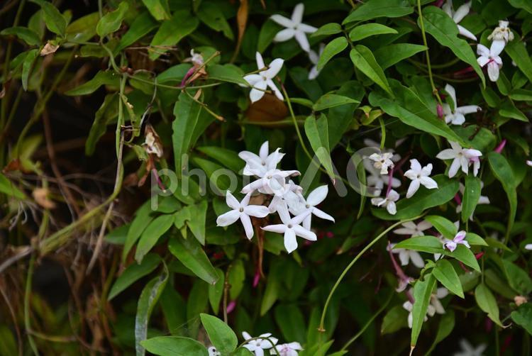 小さくて可愛いハゴロモジャスミンの花 ハゴロモジャスミン,ジャスミン,小さい花の写真素材