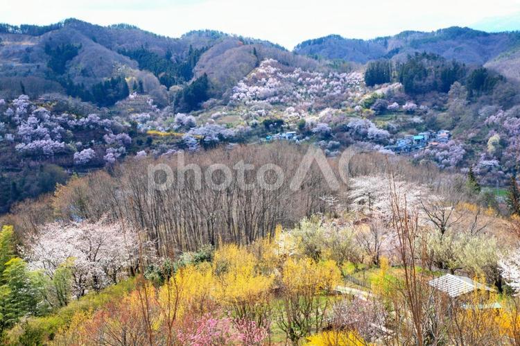 花見山公園の春の花風景 花,桜,春の写真素材