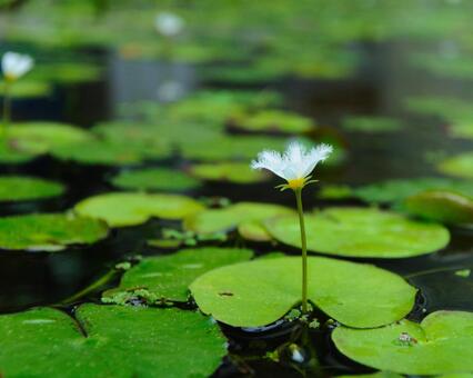 白い水生植物 白い水生植物の写真