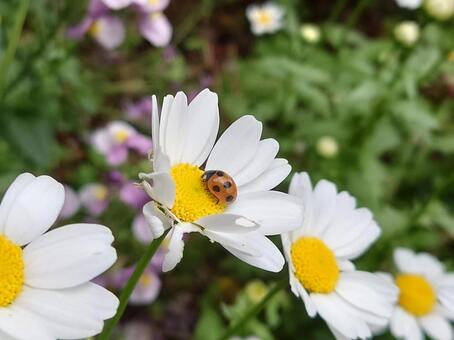 ナナホシテントウ ナナホシテントウ,テントウムシ,てんとう虫の写真素材