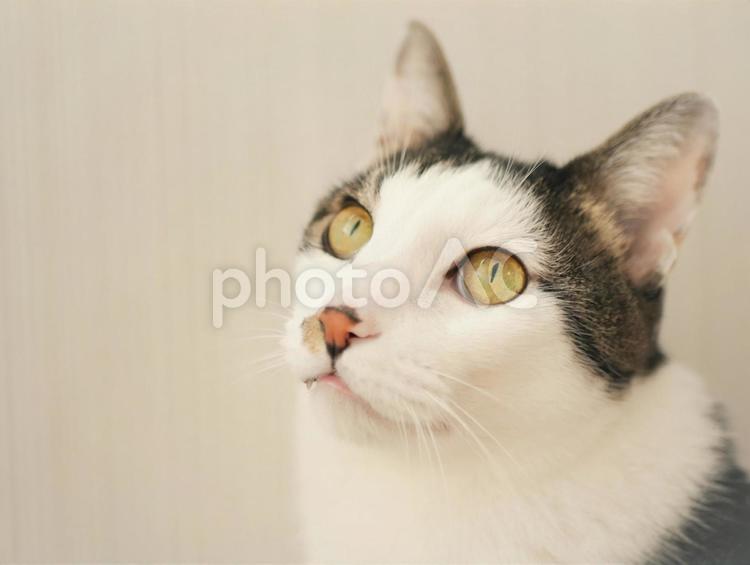 白背景と猫の顔 猫の顔,白背景,ホワイトバックの写真素材
