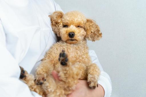 抱っこされるトイプードルの写真