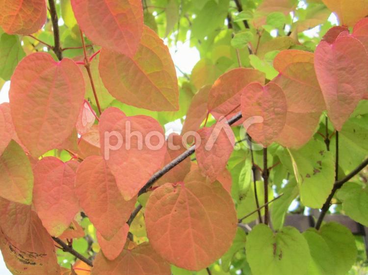 背景素材　秋　木の葉 自然素材,素材,秋の写真素材