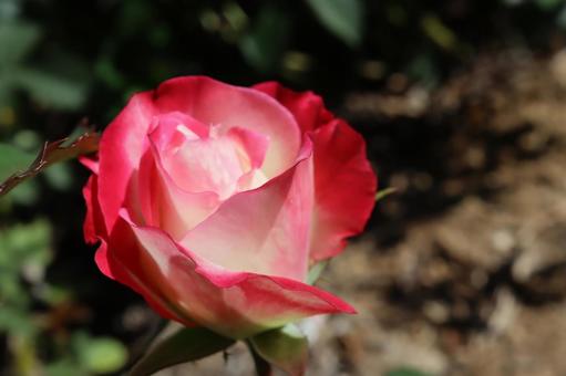 バラ園で綺麗な薔薇を撮影しました バラ園で綺麗な薔薇を撮影しましたの写真
