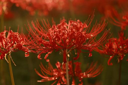 曼殊沙華 曼殊沙華の写真