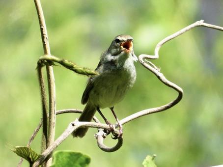 蔦につかまり鳴くウグイス 蔦につかまり鳴くウグイスの写真